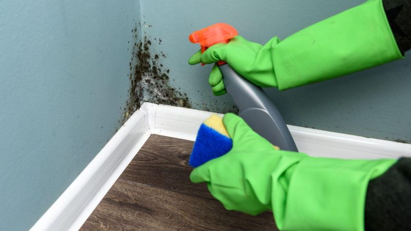 Les moisissures dans l&rsquo;habitat : comprendre, détecter et agir