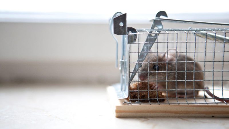 Guide Complet sur les Pièges pour Attraper les Rongeurs : Efficacité et Méthodes