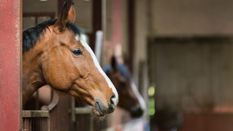 Trouver une pension équestre : les critères de choix